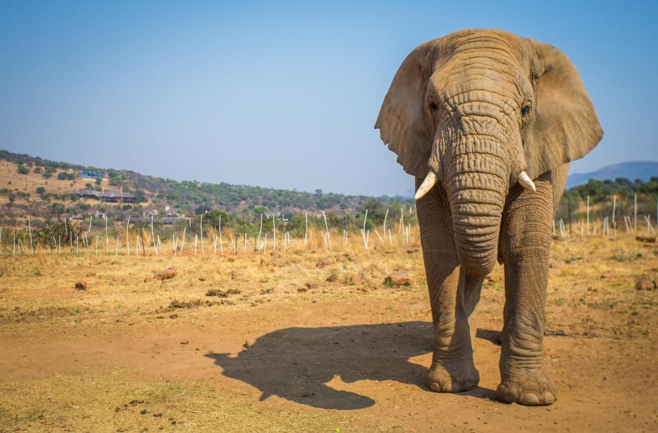 African Hills Safari Lodge & Spa Magaliesburg Buitenkant foto
