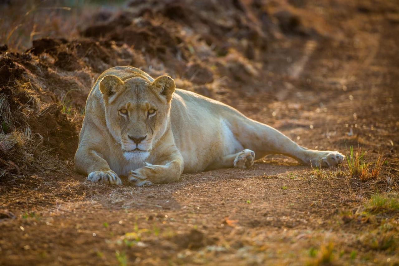 African Hills Safari Lodge & Spa Magaliesburg Buitenkant foto